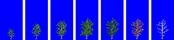 tree_wide_01_leaf.png