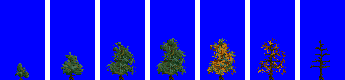 tree_wide_15_leaf.png