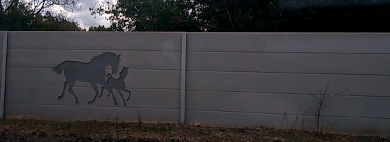 Horses on fence.png