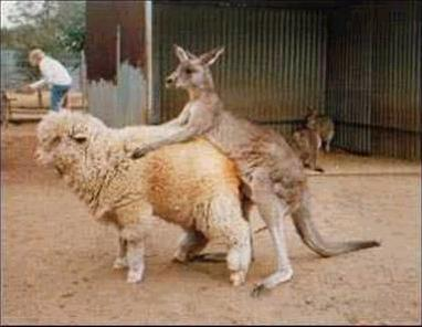 Qantas-AirNZ-Merger.png