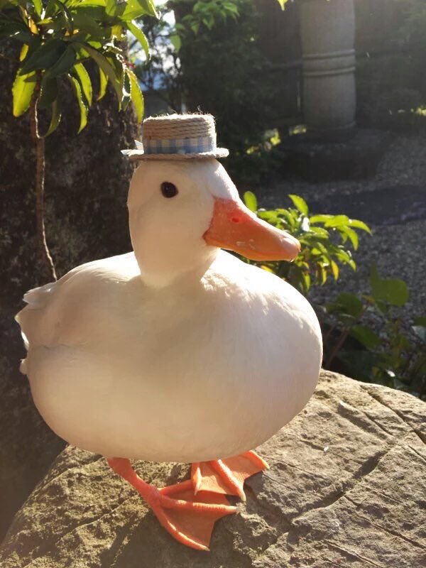 Duck Hat.jpg