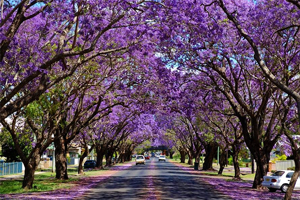 JacarandaTrees.png