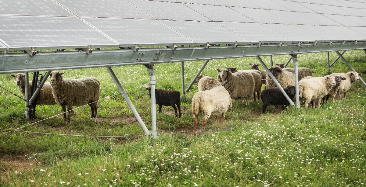 solární elektrárny - ovce