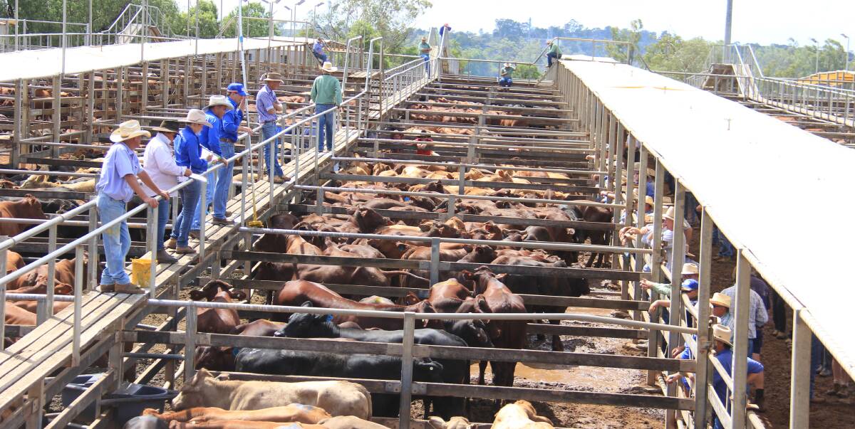 SaleYards 8.jpg