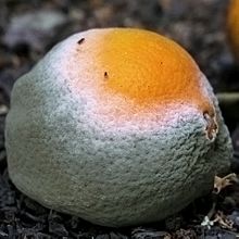 Penicillium_digitatum_orange_003.jpg