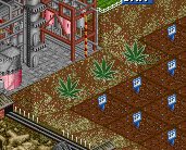 The_Plantation.png