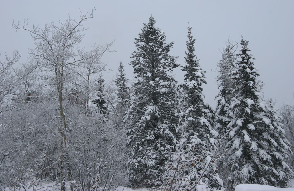 yukontreeswithsnow.jpg